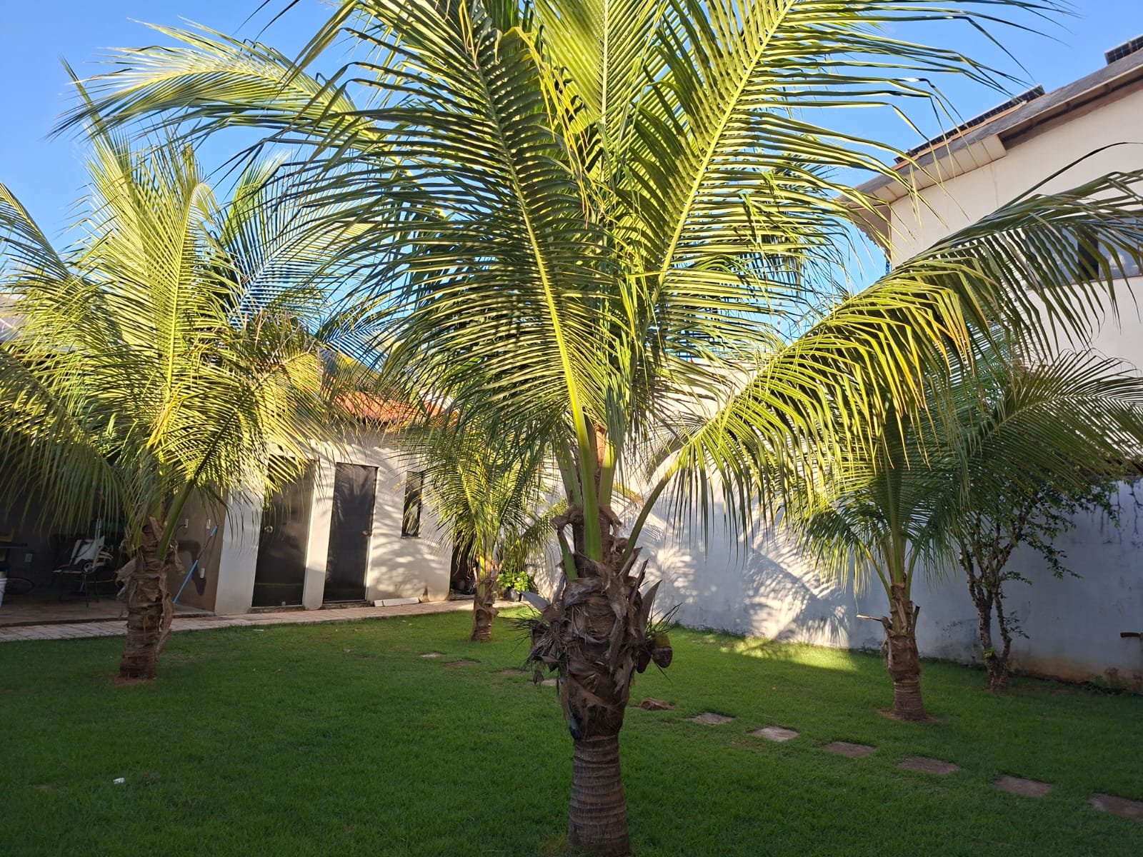 Coqueiro 01